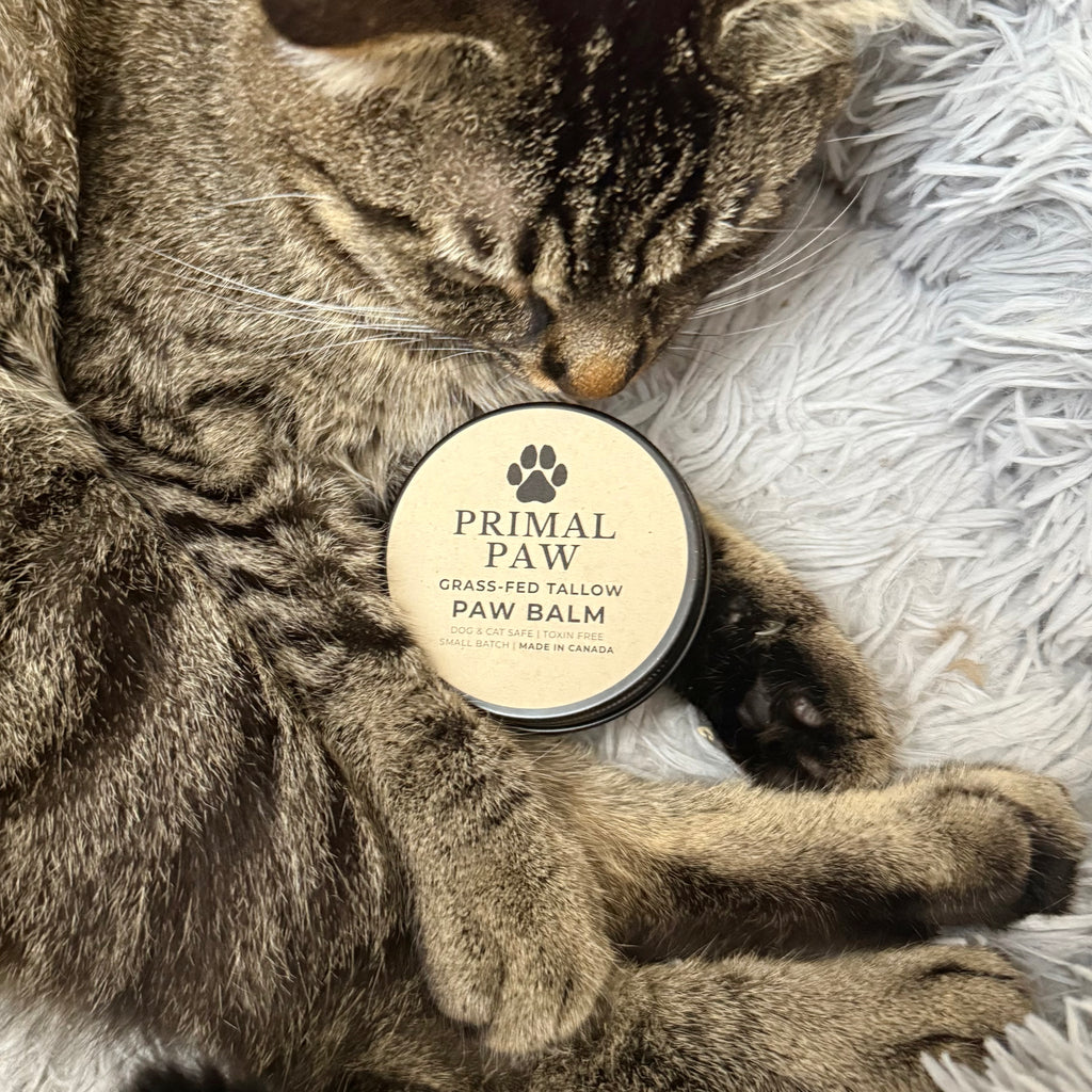 PRIMAL PAW | Grass-Fed Tallow Paw Balm